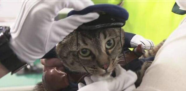В Японии кошку назначили начальником полицейского участка за спасение жизни мужчине