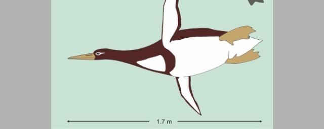 В Новой Зеландии обнаружили останки пингвина-великана