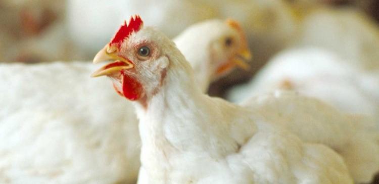 В Татарстане планируют возобновить работу Лаишевской птицефабрики