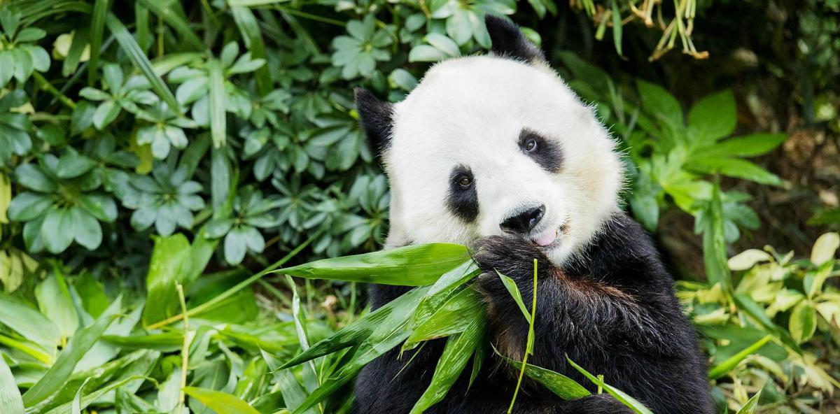 В Китае разработали приложение для распознавания морд панд