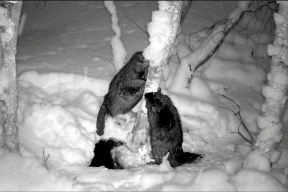 В Выборгском районе в объектив фотоловушки попала заботливая семья бобров