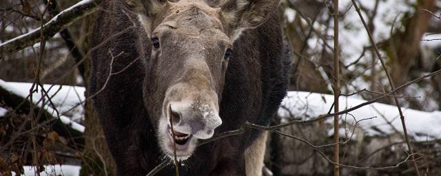 В нацпарке Челябинской области дикий лось напал на девочку и женщину
