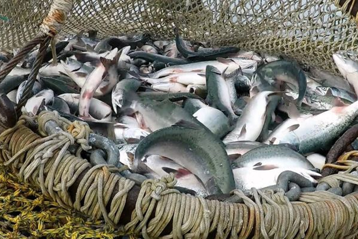 Чукотские рыбаки добыли почти 65 тонн красной рыбы