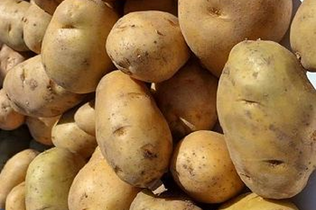 Почти половина плодовоовощного импорта Амурской области из Китая — картофель