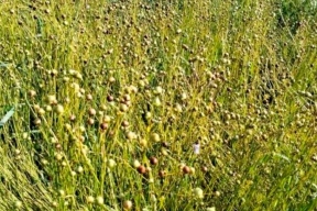 Псковский НИИСХ заложил в 2025 году питомники первичного семеноводства льна долгунца