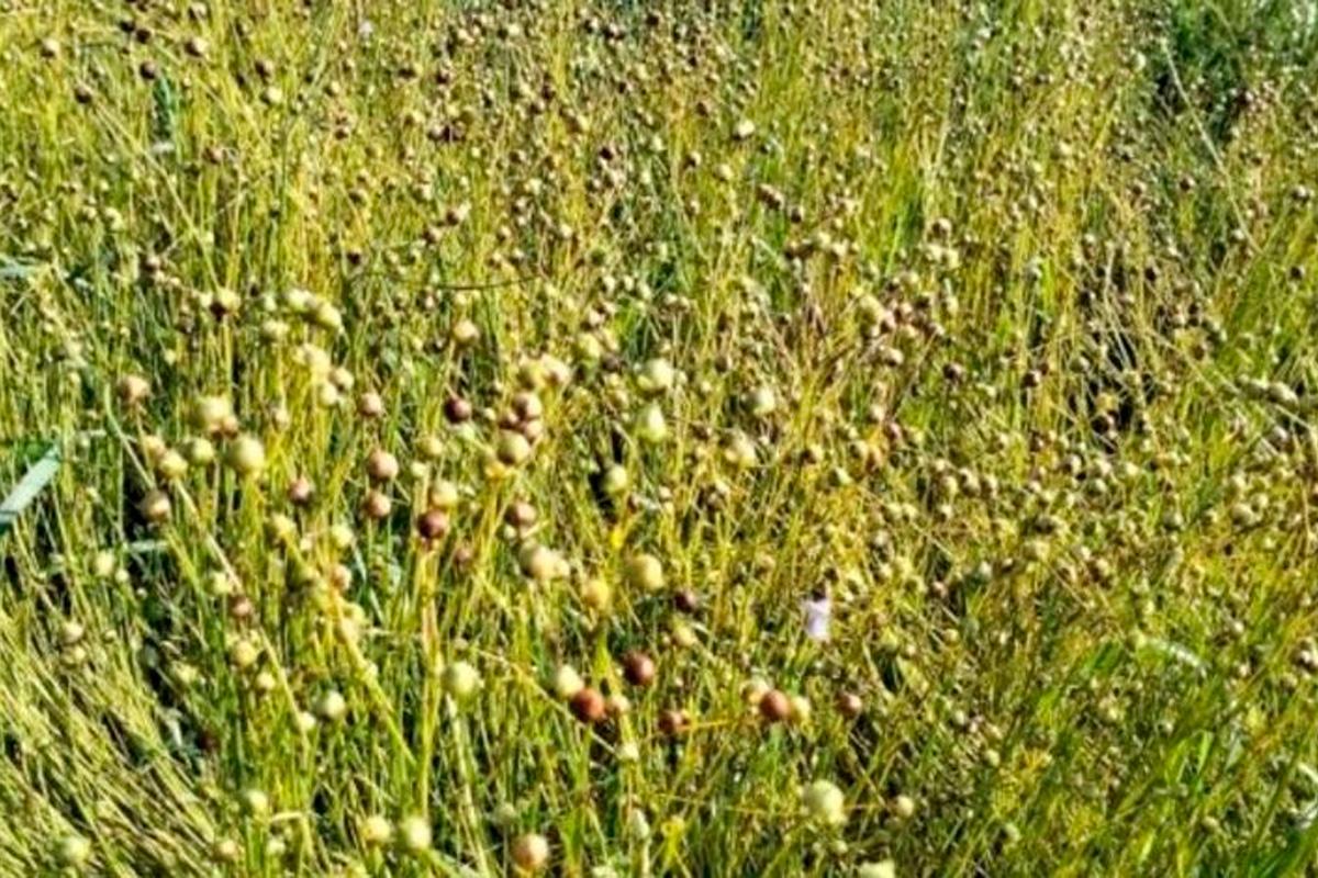 Псковский НИИСХ заложил в 2025 году питомники первичного семеноводства льна долгунца