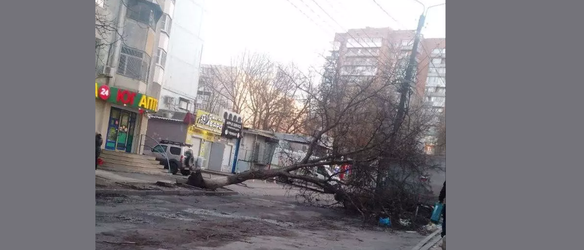 В Ростове ураганом повалило деревья на дороги