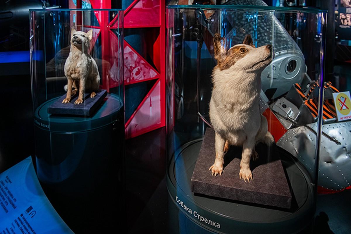 Раскрыты неизвестные подробности подготовки Белки и Стрелки к космическому полёту