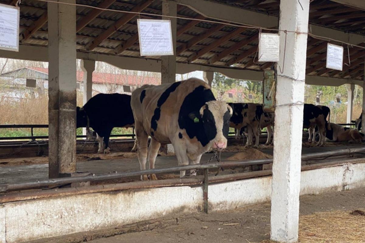 Племенное животноводство Новосибирской области получило рекордное финансирование
