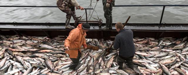 На Камчатке будут внедрять научные методы в развитие рыбодобывающей отрасли