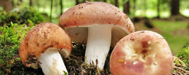 В Воронежской области зафиксировали 5 случаев отравления грибами