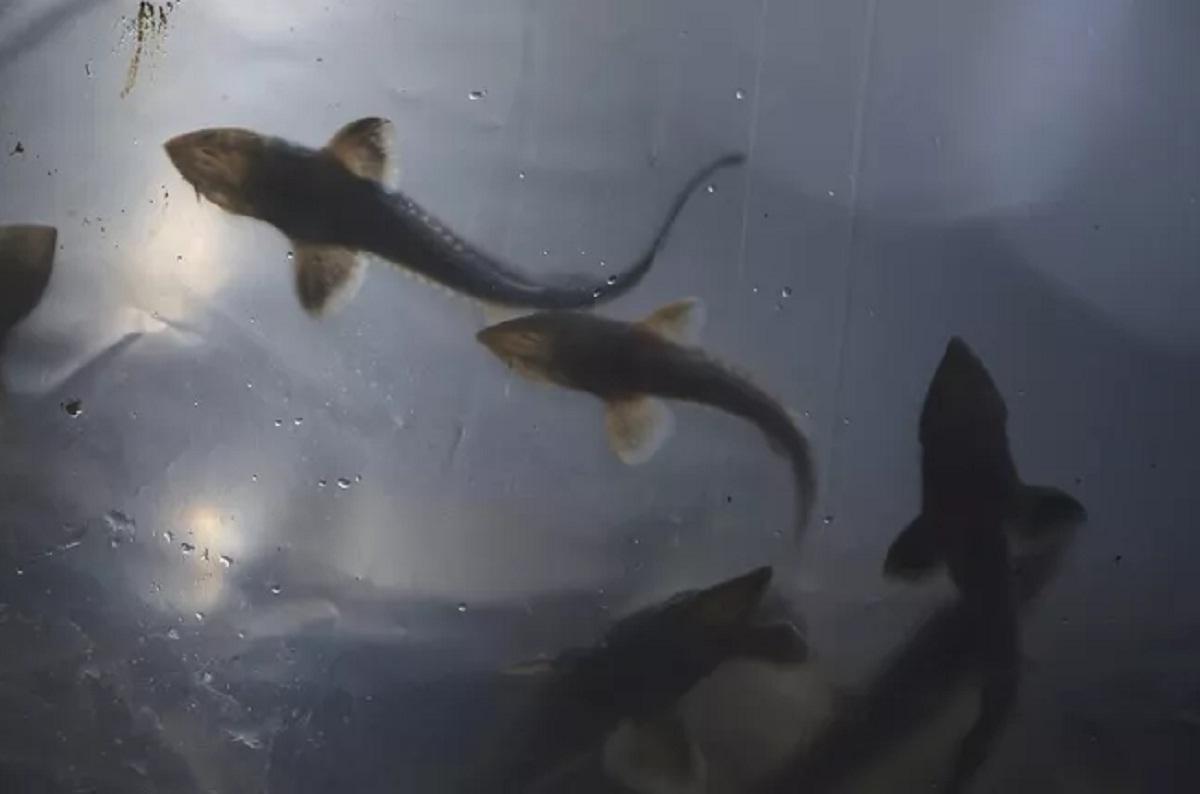 Обмеление Нижней Волги грозит гибелью осетровых