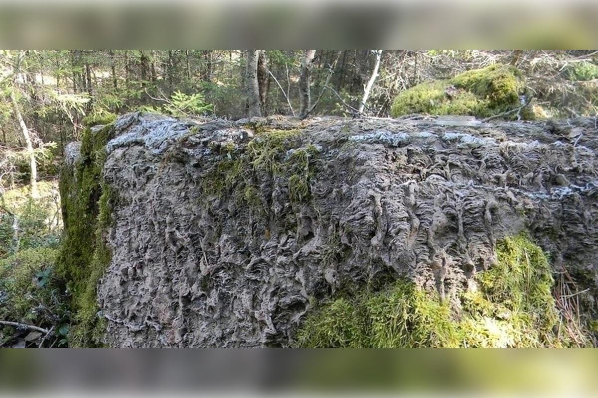 Новая особо охраняемая природная территория появилась в Карелии