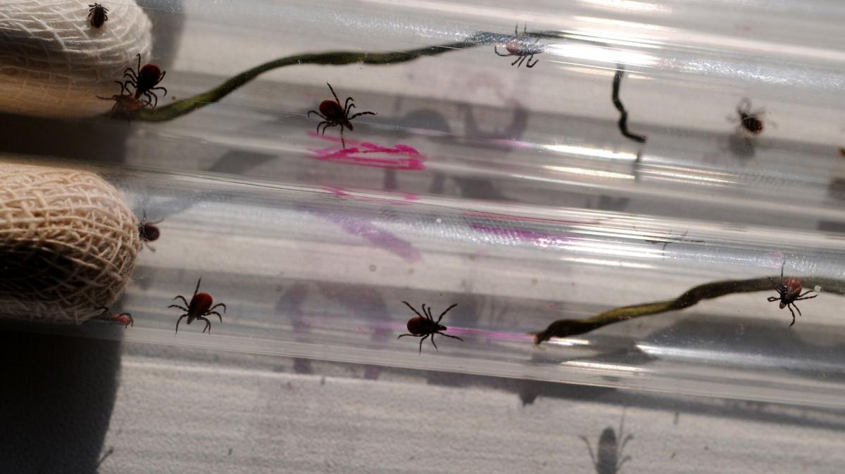 Во Владимирской области выявлено шесть зараженных иксодовым боррелиозом клещей