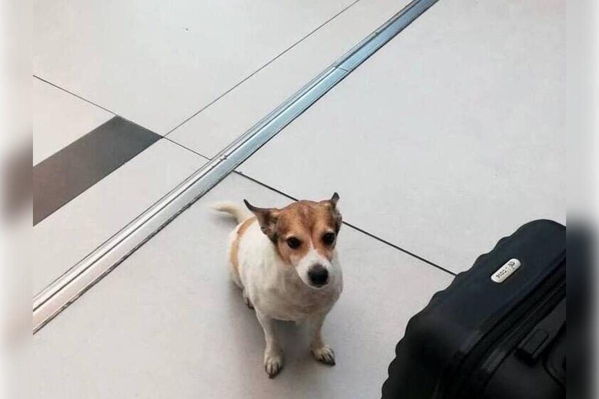 В Санкт-Петербурге сбежавший из Пулково пес погиб