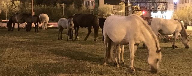 В Якутске нашли 50 безнадзорных лошадей