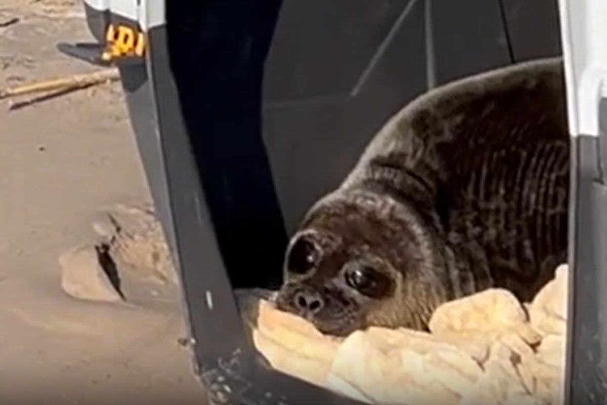 В Ленинградскую область выпустили пять редких кольчатых нерп после реабилитации