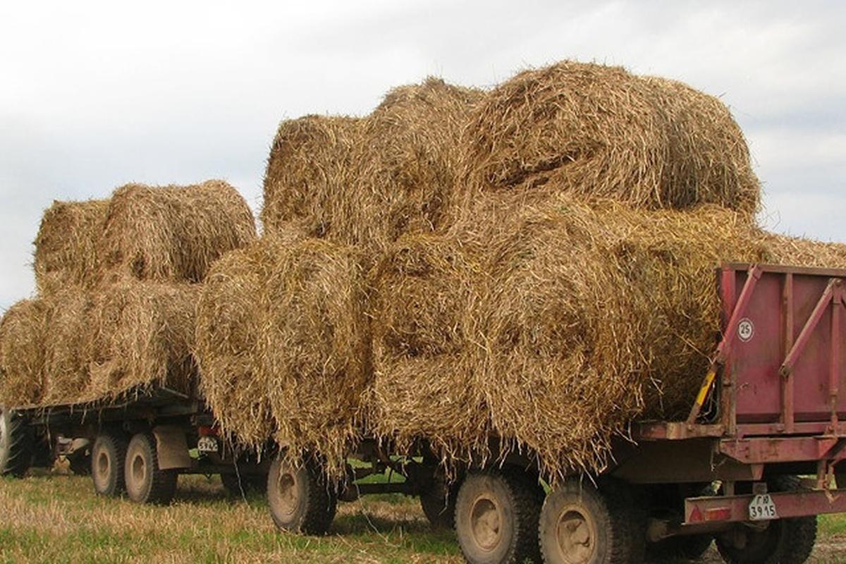 В Калмыкии создали запас кормов, обеспечивающий стабильность животноводства