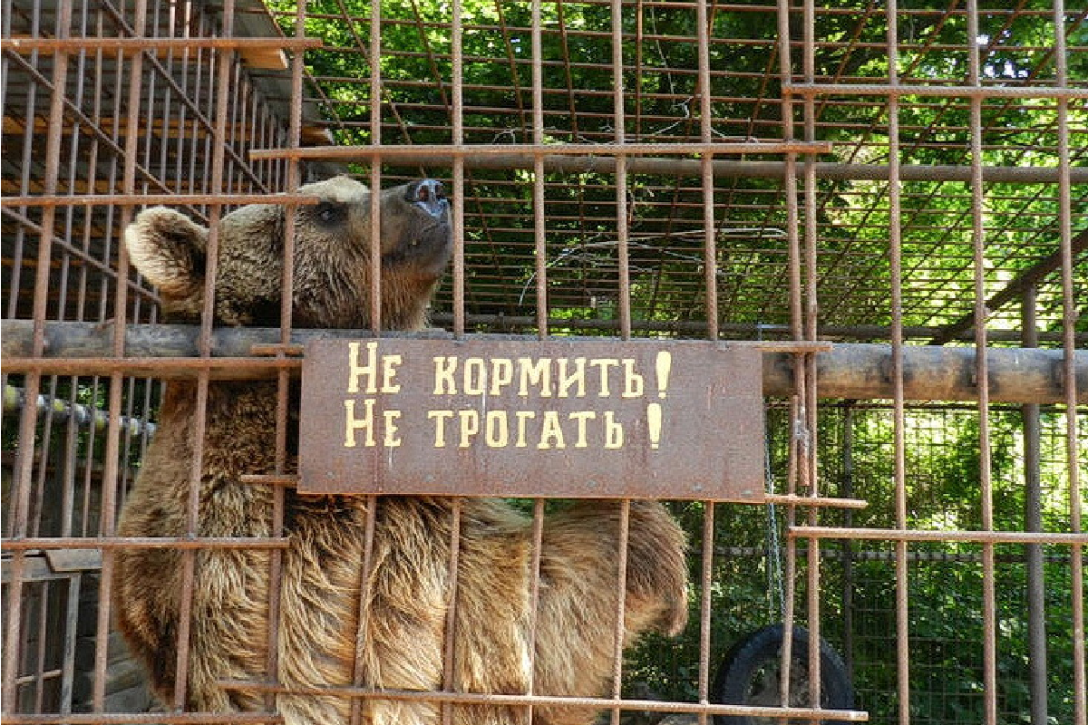 В Дагестане по требованию прокуратуры закрыли зоопарк «Лесная усадьба»