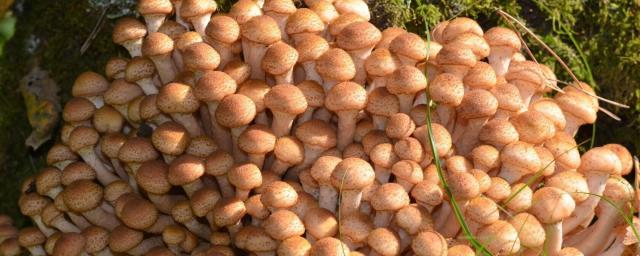 В лесах Новосибирска грибники начали собирать опята ведрами
