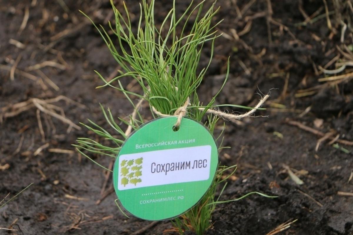 Пензенская область присоединилась к Всероссийской акции «Сохраним лес»