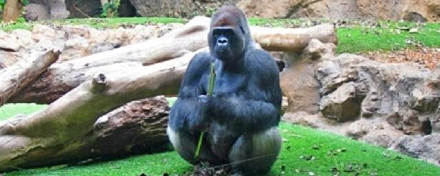 В зоопарке Огайо умерла старейшая в мире горилла