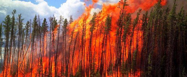 В Забайкалье площадь лесных пожаров за день увеличилась вдвое