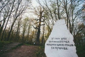 Дуб Пугачева в Марий Эл претендует на звание главного дерева России