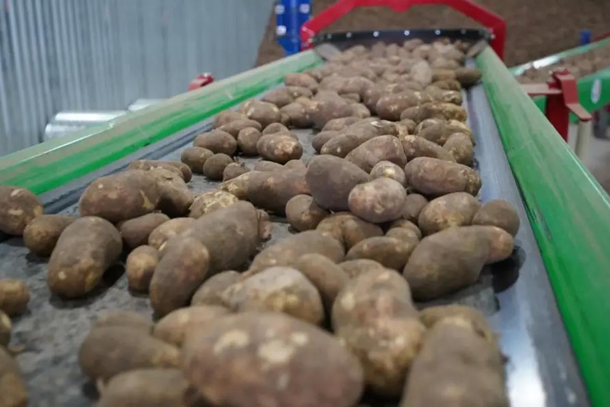 Новый комплекс «Мираторга» будет поставлять картофель для завода «Вкусно — и точка»