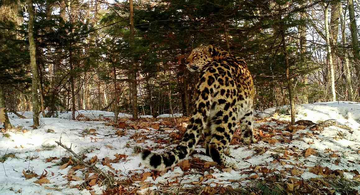 В Приморье нашли старейшую самку дальневосточного леопарда