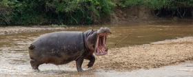 Seven victims of hippo attack in northern Cameroon