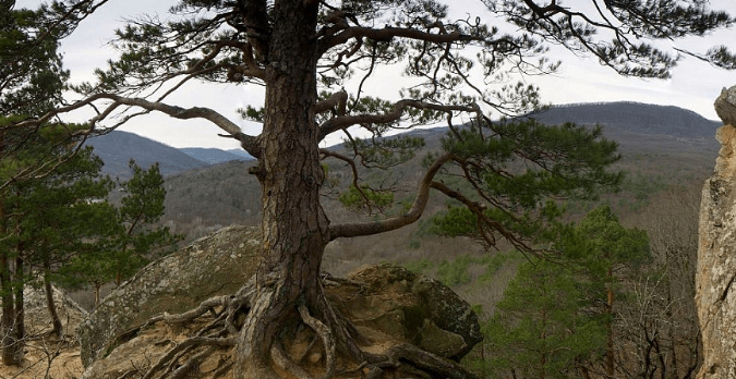 В этом году на Кубани восстановят примерно 50 гектаров леса