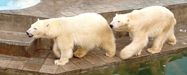 В зоопарке Новосибирска генератор вырабатывает снег для белых медведей