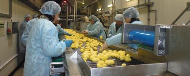 В Рязанской области открывается картофелеперерабатывающее предприятие
