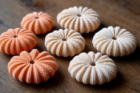 Российские таможенники задержали россиянина за контрабанду кораллов из Вьетнама