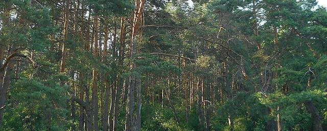Владислав Шапша запретил вырубку деревьев в Калужском Бору