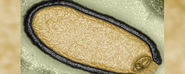 Ученый из Марселя оживил древний вирус, сохранивший способность заражать окружающих