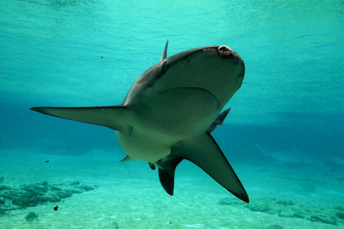 В США задокументировали появление 4-метровой акулы