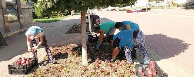 В Черкесске по ул. Первомайской повторно высадили цветы