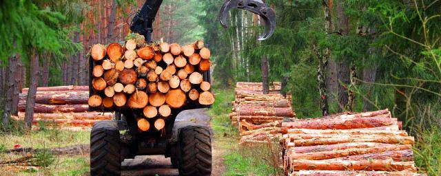 42% от экспорта российского леса приходится на Китай