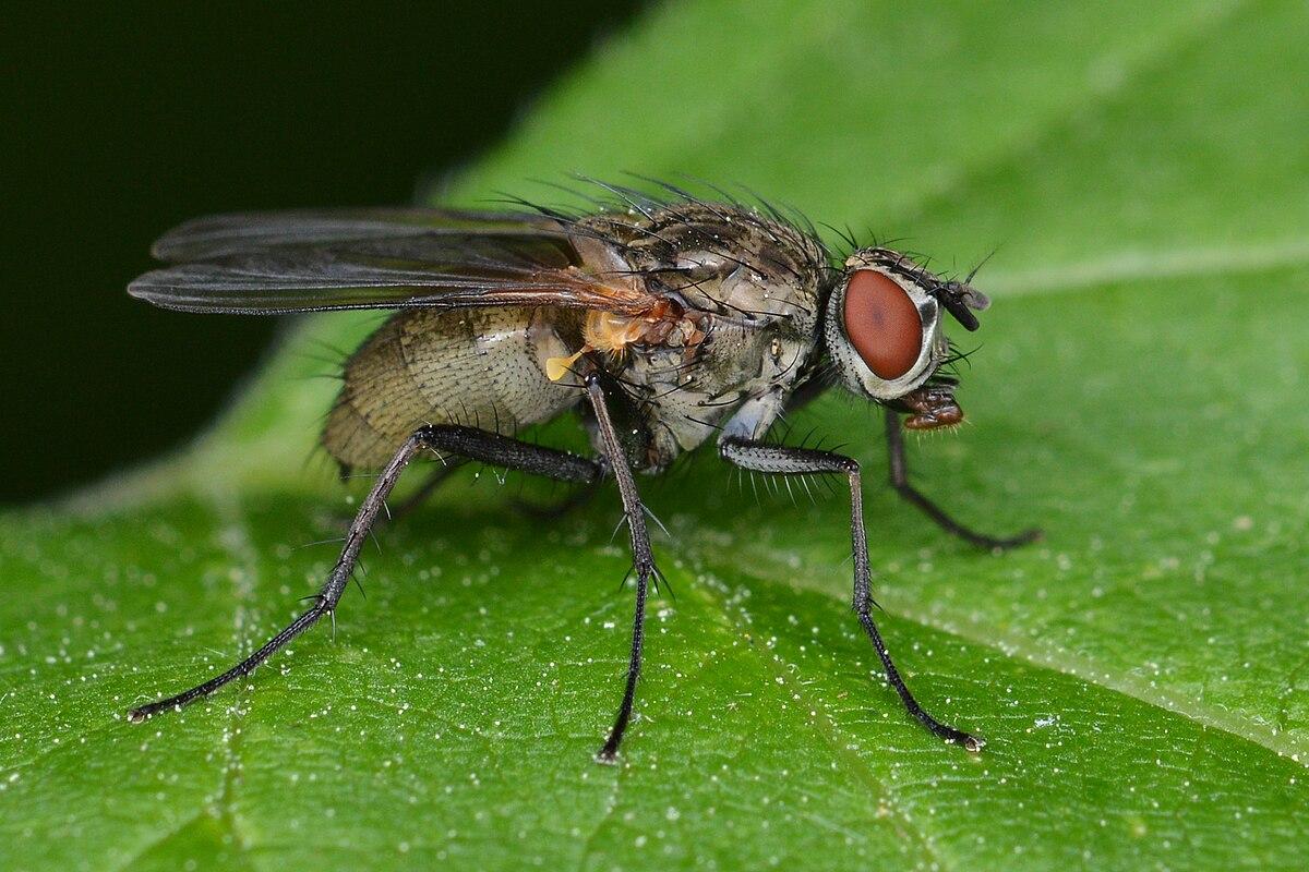 Роспотребнадзор предупредил жителей Новосибирской области о скрытой угрозе обычных мух