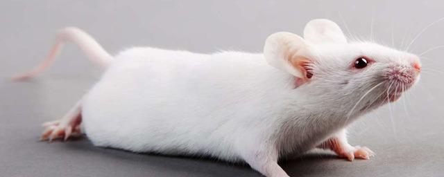 В коже мышей обнаружили новый орган восприятия боли
