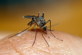 Эксперт Ольга Радаева предупредила об угрозе, которую несут клещи и комары