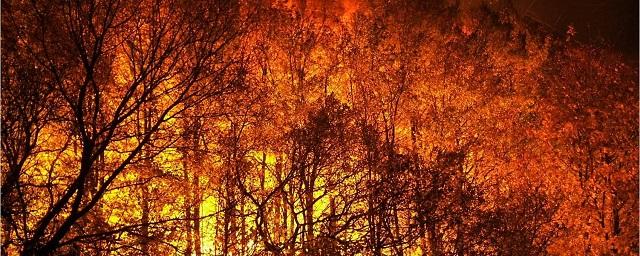 Путин: Масштабы пожаров и паводков в России связаны с изменением климата