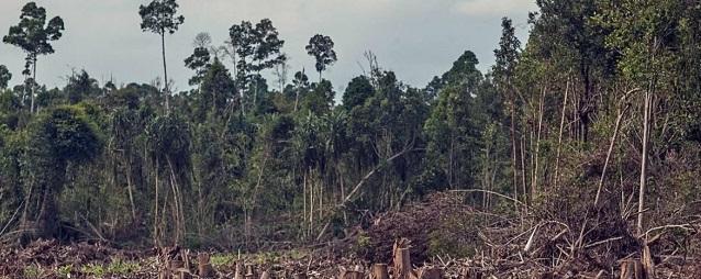 Крупнейшие тропические леса в Амазонии скоро исчезнут