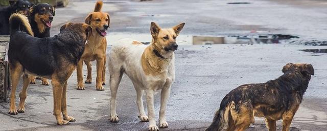 С января по март в Красноярском крае 700 человек пожаловались на укусы собак