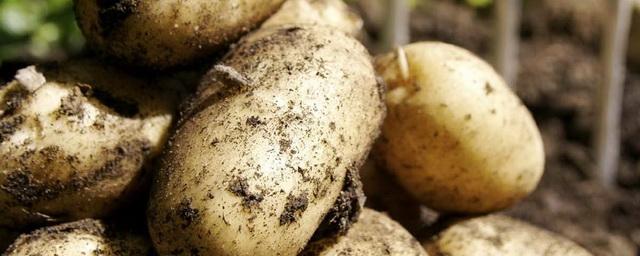В Приморье из Белоруссии поступили шесть сортов картофеля
