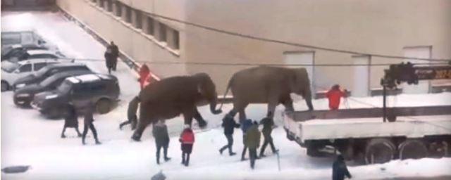 В Екатеринбурге слоны сбежали из цирка и прогулялись по городу