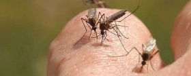 The Sun: Scientists explain why mosquitoes prefer to bite certain people and ignore others