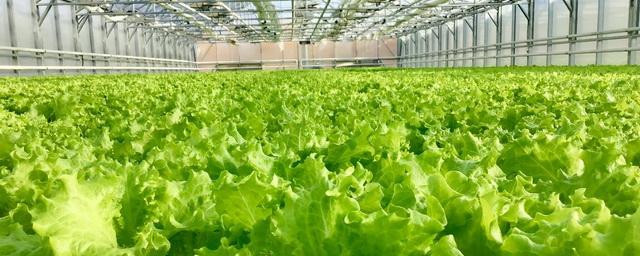 ГК «Белая дача» инвестирует в выращивание салатов в Новороссийске 1 млрд рублей